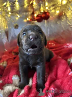 Дополнительные фото: Потрясающие 5-звездочные шоколадные лабрадоры