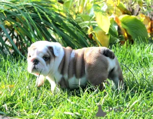 Дополнительные фото: Щенок английского бульдога