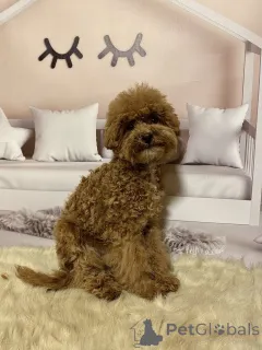 Дополнительные фото: Мальтипу мальчики