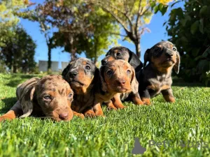 Фото №1. такса - купить в Мадрид за договорная. Объявление №160831