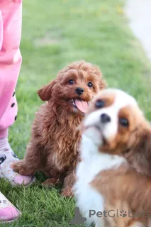 Фото №3. Щенки кавапу, уникальная дизайнерская порода.  Беларусь