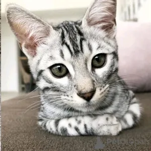 Фото №3. 5. Бенгалкаттунгарская переделка для нового подола.  Германия