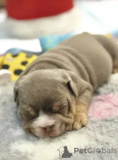 Фото №3. Зарегистрированные KC щенки английского бульдога, родители, полностью.  Франция