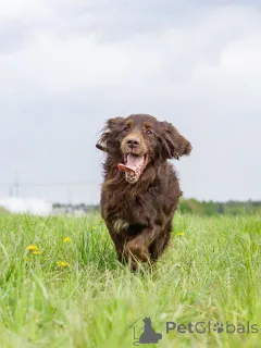 Дополнительные фото: Фенотип спаниеля Марсель ищет дом.