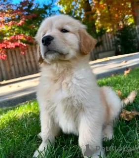 Фото №2 к объявлению №138866 о продаже ризеншнауцера - купить в Германии частное объявление, заводчик