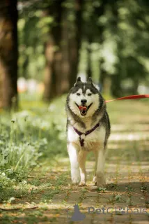 Фото №2 к объявлению №154204 о продаже сибирского хаски - купить в России 