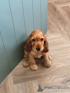 Фото №3. Познакомьтесь с Чарли, маленьким джентльменом с большим сердцем и еще большей.  Германия