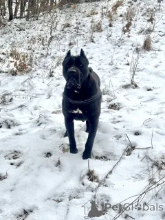 Дополнительные фото: Кане Корсо (самка)