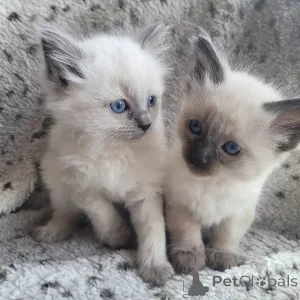 Фото №3. Балийский котенок. Грузия