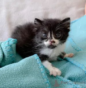 Фото №1. беспородная - купить в Аарберген за 41745₽. Объявление №147404