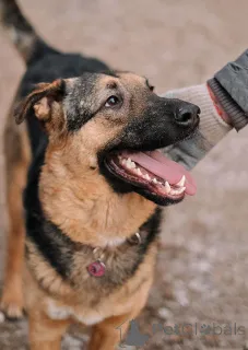 Дополнительные фото: Кай, молодой домашний пес ищет дом