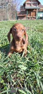 Фото №3. У нашей красавицы родились великолепные щенки..  Германия