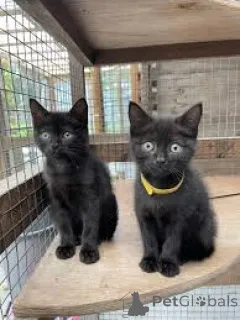 Фото №1. бомбейская - купить в Вена за 53805₽. Объявление №163819