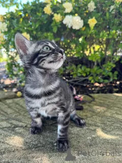 Фото №2 к объявлению №152640 о продаже бенгальская - купить в Швейцарии частное объявление