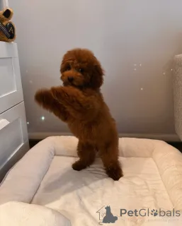 Фото №3. Здоровые и счастливые щенки той-пуделя ищут постоянную семью.  Германия