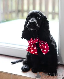 Фото №3. Встречайте Оливера, весёлого, преданного и полного любви! Всегда готов к.  Германия