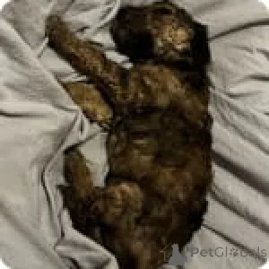 Фото №4. Продажа пуделя (той) в Айова -Сити частное объявление - цена 59139₽