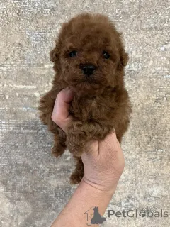 Дополнительные фото: Toy poodle /teacup puppies