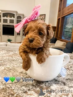 Фото №1. лабрадудль - купить в Бертранж за 60299₽. Объявление №157478