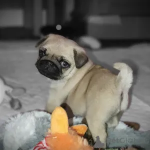 Фото №3. Идеальные щенки мопса здоровые, счастливые и готовые к вечному дому!.  Германия