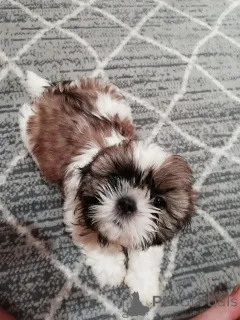 Дополнительные фото: Идеальные чистокровные щенки Ши-Тцу.