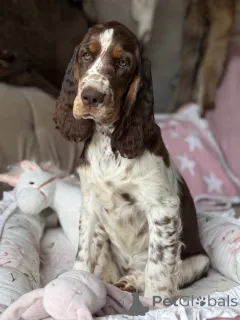 Дополнительные фото: Женщина -собака спрингер -спаниель английский