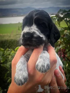 Фото №2 к объявлению №159140 о продаже английского кокер-спаниеля - купить в Франции заводчик