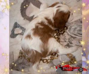 Фото №4. Продажа кавалер-кинг-чарльз-спаниеля в Минске заводчик - цена договорная