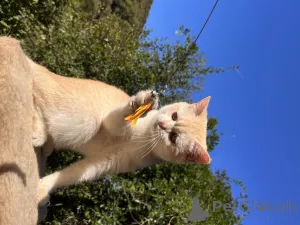 Дополнительные фото: Золотой британский котенок