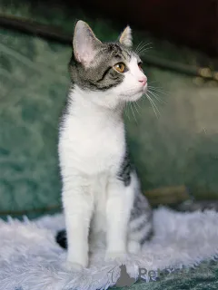 Дополнительные фото: Трогательный, нежный котенок-подросток Месси ищет дом