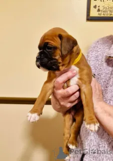 Фото №1. немецкий боксёр - купить в Wiener Neustadt за 19481₽. Объявление №143527