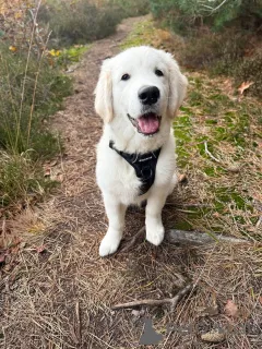 Фото №1. золотистый ретривер - купить в Плохой Вильбел за договорная. Объявление №157843