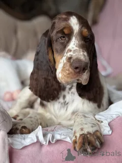 Дополнительные фото: Женщина -собака спрингер -спаниель английский