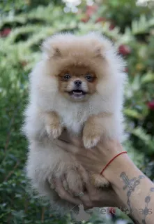 Дополнительные фото: Померанский шпиц