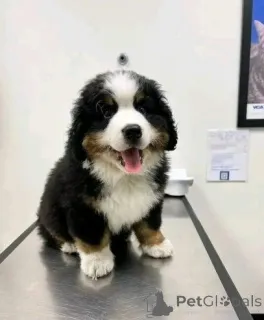 Фото №3. Wunderschöner Berner Sennenhundwelpe sucht ein neues Zuhause!.  Германия