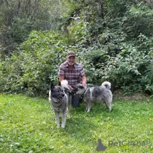 Фото №1. норвежский бухунд - купить в Амстердам за 64937₽. Объявление №163876