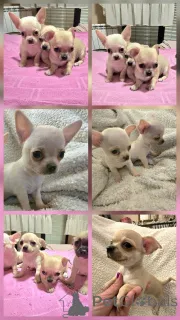 Фото №2 к объявлению №165320 о продаже чихуахуа - купить в Сербии заводчик