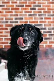 Фото №4. Продажа беспородную в Москва частное объявление - цена Бесплатно