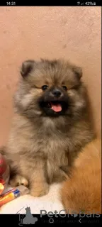 Дополнительные фото: Щенки померанского шпица, оранжево-белые