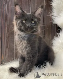 Дополнительные фото: Мягкая, как шепот, яркая, как рассвет, Аврора несет свет, куда бы она ни пошла.