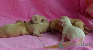 Дополнительные фото: МАЛЬТІПУ д.н. 21.04.2026. Окрас карамель.