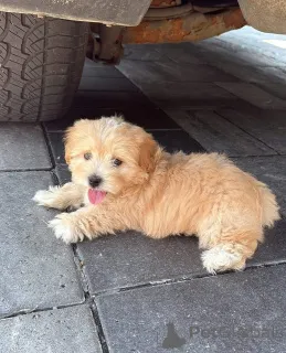 Дополнительные фото: ПЕРЕД СООБЩЕНИЕМ, ПОЖАЛУЙСТА, ПРОЧИТАЙТЕ - Убедитесь, что вы уже обсудили это со