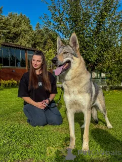 Фото №2 к объявлению №159189 о продаже чехословацкую волчью собаку - купить в Нидерландах заводчик