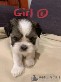 Дополнительные фото: Kc Lhasa Apso на продажу