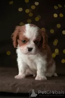 Фото №3. Cavalier King Charles Spaniel Puppies.  Эстония