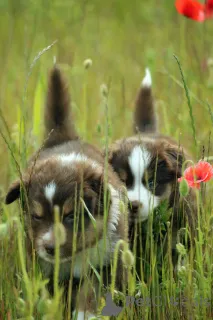 Фото №4. Продажа миниатюрная американская овчарка в Gdynia частное объявление, заводчик - цена 185534₽