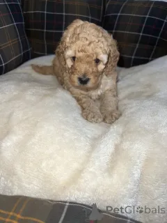 Фото №2 к объявлению №163999 о продаже пуделя (той) - купить в США 