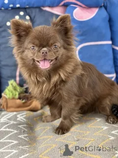 Дополнительные фото: ЧИХУАХУА МАЛЬЧИКИ