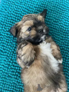 Дополнительные фото: Очаровательные мальтийцы/ши-тцу - Талгай