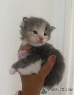 Фото №2 к объявлению №160420 о продаже мейн-кун - купить в Финляндии заводчик